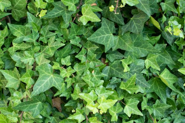 Cost of English Ivy Removal in San Ramon
