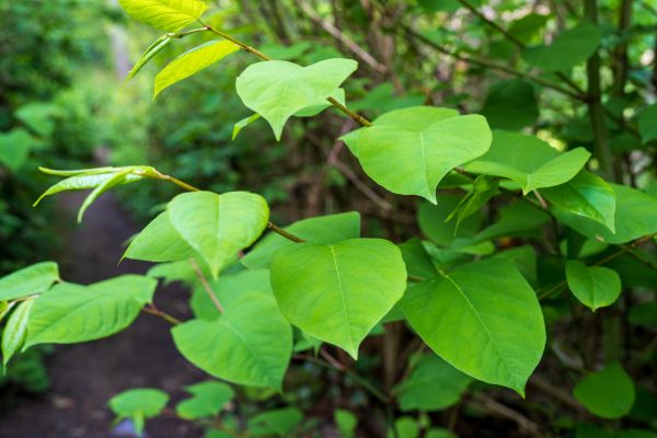 Cost of Invasive Plant Removal in San Ramon