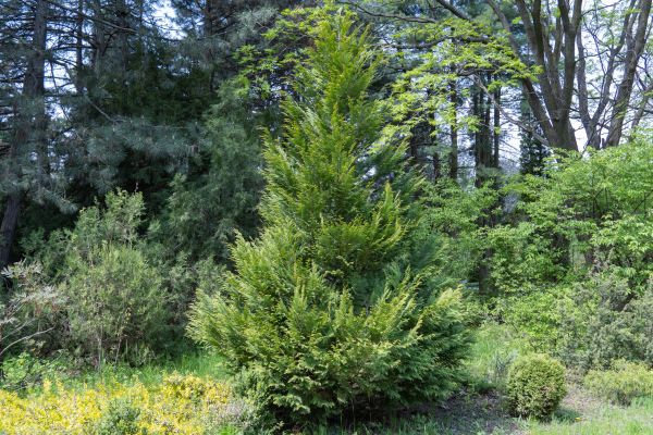 Cost of Juniper Pruning in San Ramon