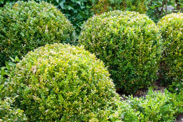 Cost of Landscape Trimming Service in San Ramon