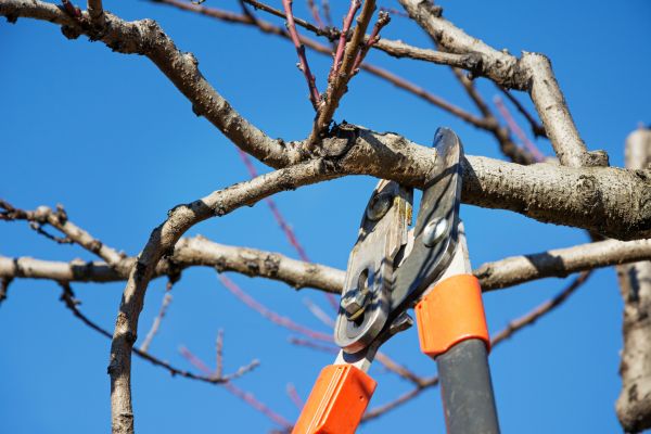 Cost of Pruning Service in San Ramon