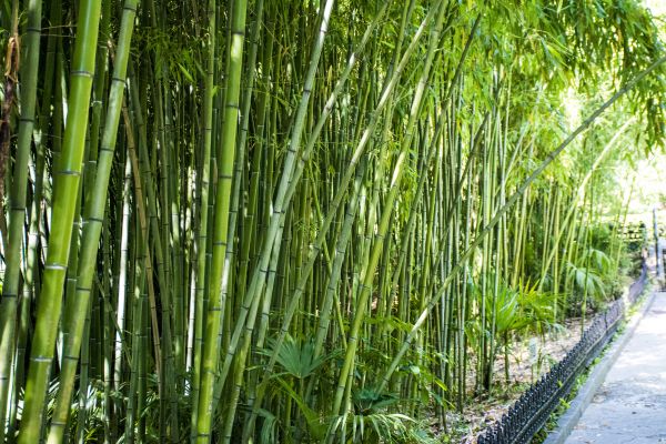 Cost of Bamboo Root Removal in San Ramon