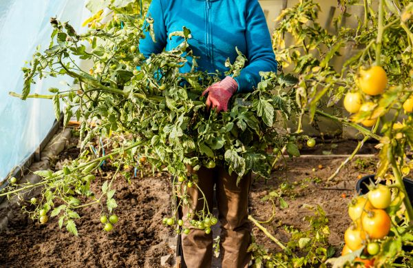 Cost of Garden Plant Removal in San Ramon