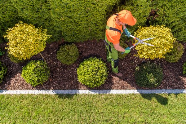 Cost of Topiary Trimming in San Ramon