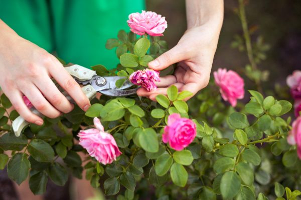 Cost of Rose Shearing in San Ramon