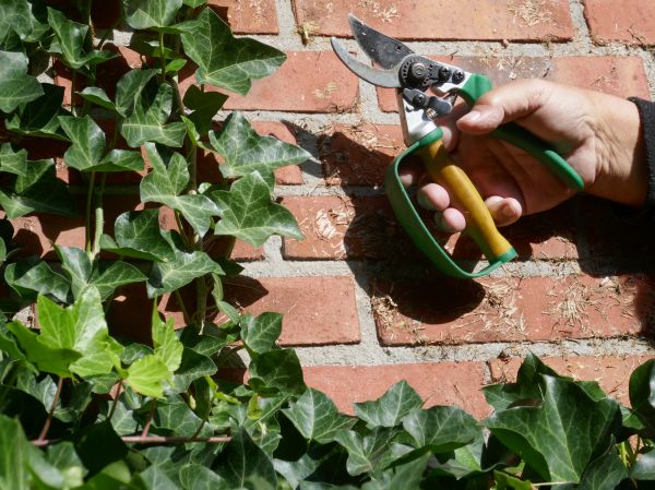 Cost of Ivy Removal Service in San Ramon