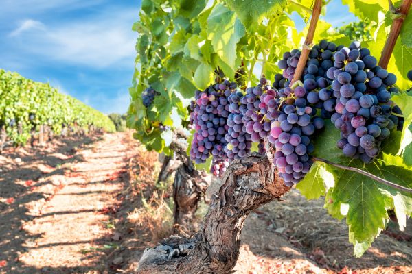 Cost of Grapevine Pruning in San Ramon