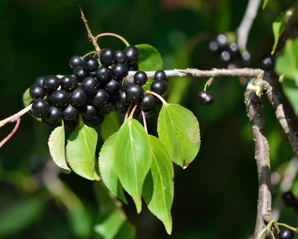 Cost of Buckthorn Removal in San Ramon