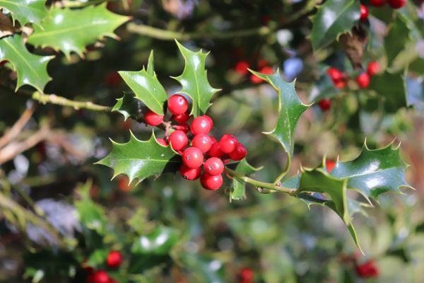 Cost of Holly Tree Trimming in San Ramon