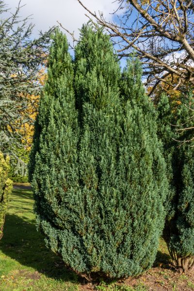 Cost of Juniper Trimming in San Ramon