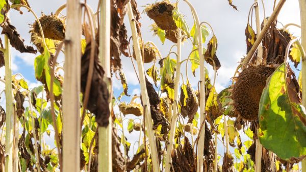Cost of Dead Plant Removal in San Ramon