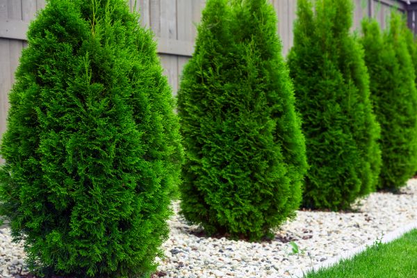 Cost of Arborvitae Pruning in San Ramon