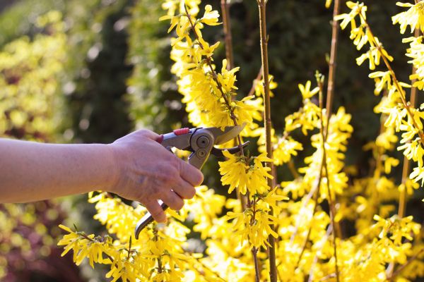 Forsythia Pruning in San Ramon