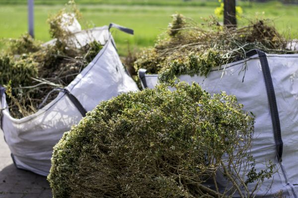 Cost of Shrubs Removal in San Ramon