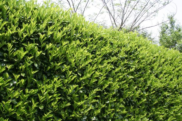 Cost of Laurel Shrub Removal in San Ramon