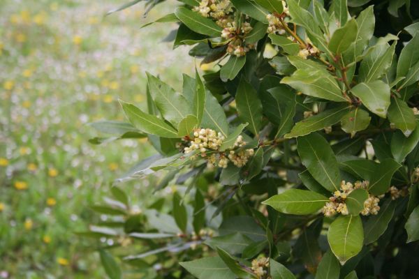 Cost of Laurel Trimming in San Ramon