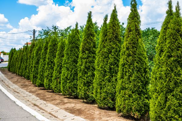 Cost of Arborvitae Shearing in San Ramon
