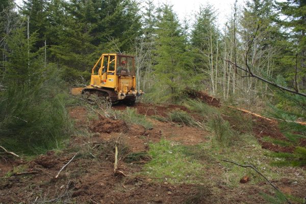 Cost of Shrubbery Clearing in San Ramon