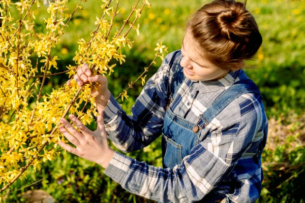 Cost of Forsythia Trimming in San Ramon