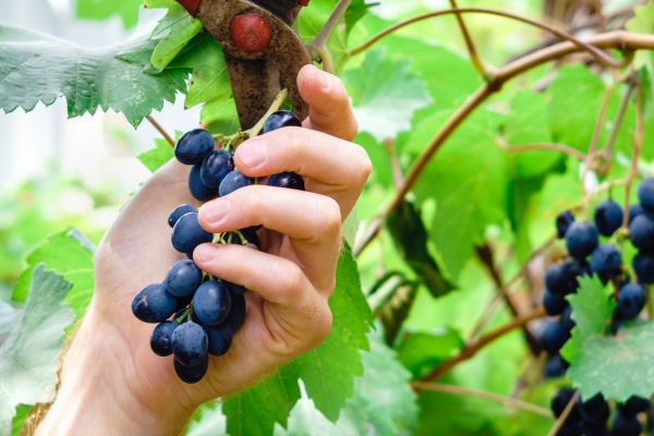 Cost of Vineyard Pruning in San Ramon