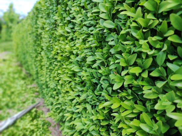 Cost of Boxwood Pruning in San Ramon
