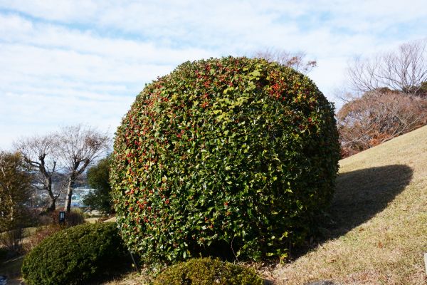 Cost of Holly Shrub Pruning in San Ramon