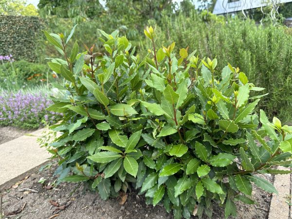 Cost of Laurel Hedge Trimming in San Ramon