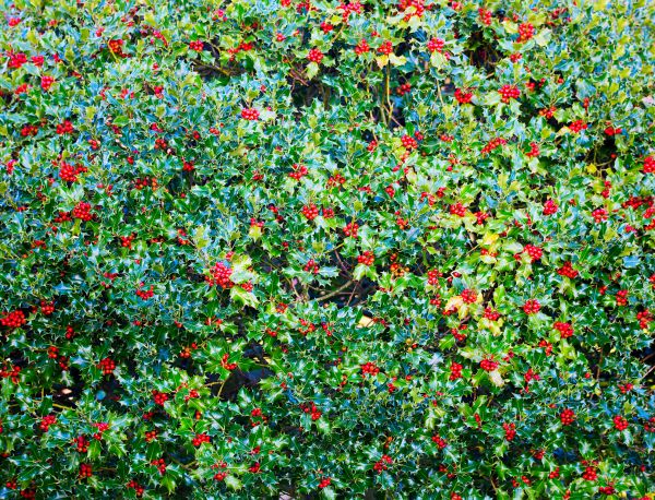 Cost of Holly Bush Removal in San Ramon