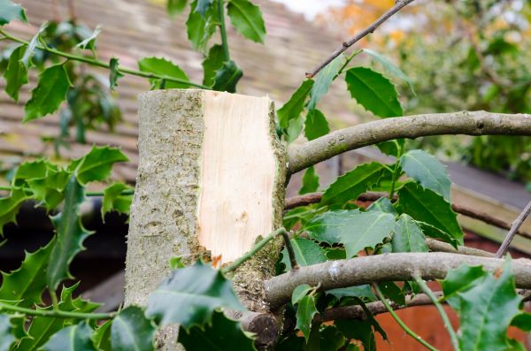 Cost of Holly Tree Removal in San Ramon