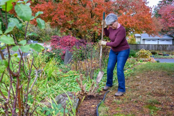 Cost of Dead Bush Removal in San Ramon