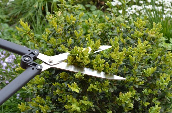 Cost of Boxwood Trimming in San Ramon