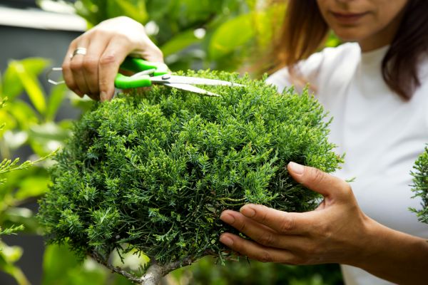 Cost of Juniper Shrub Pruning in San Ramon