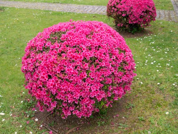 Cost of Rhododendron Pruning in San Ramon
