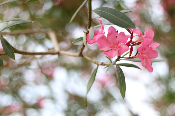 Cost of Oleander Removal in San Ramon