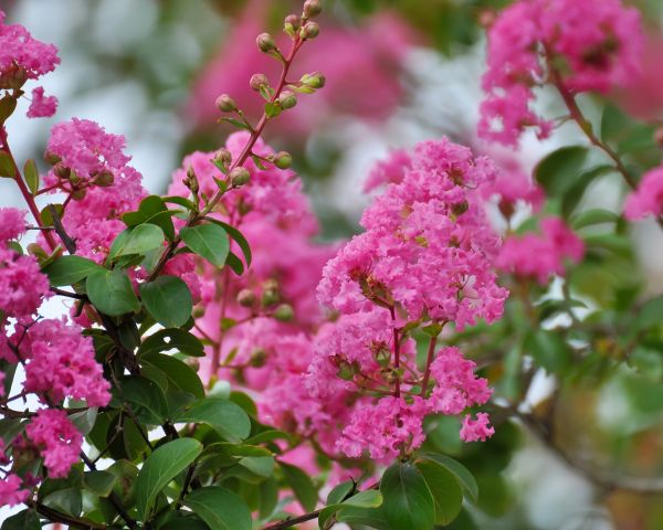 Cost of Crepe Myrtle Removal in San Ramon