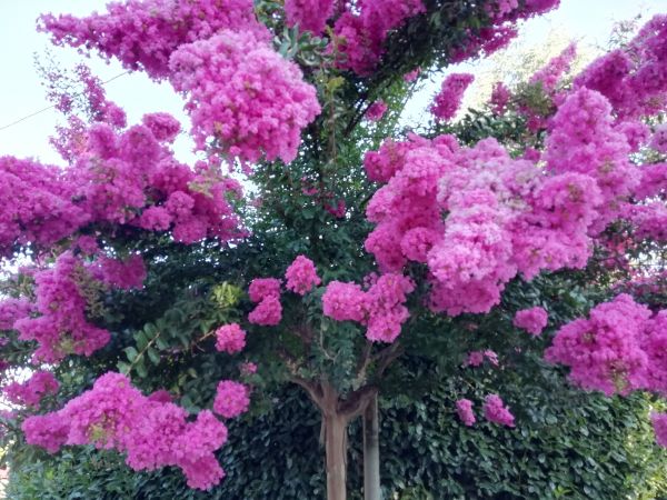 Cost of Crape Myrtle Pruning in San Ramon