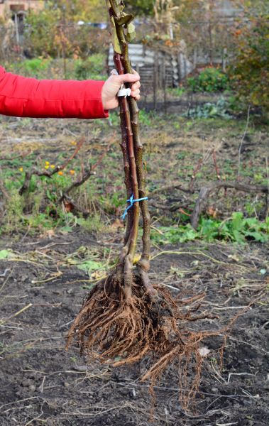 Cost of Shrub Root Removal in San Ramon