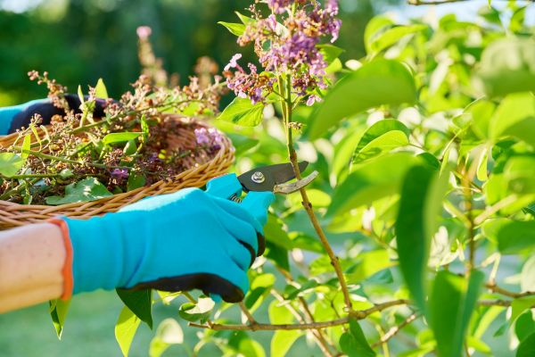 Cost of Lilac Trimming Service in San Ramon
