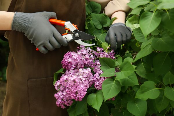 Cost of Lilac Pruning Service in San Ramon