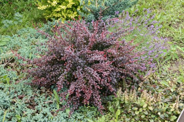 Cost of Japanese Barberry Removal in San Ramon