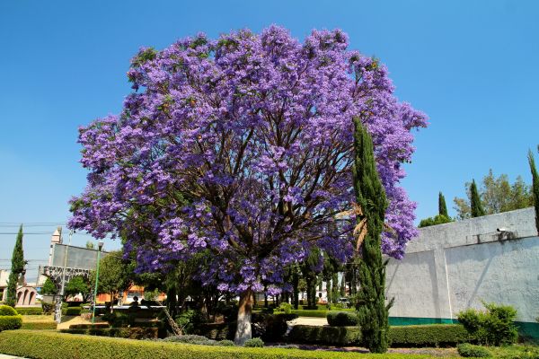 Cost of Jacaranda Pruning in San Ramon