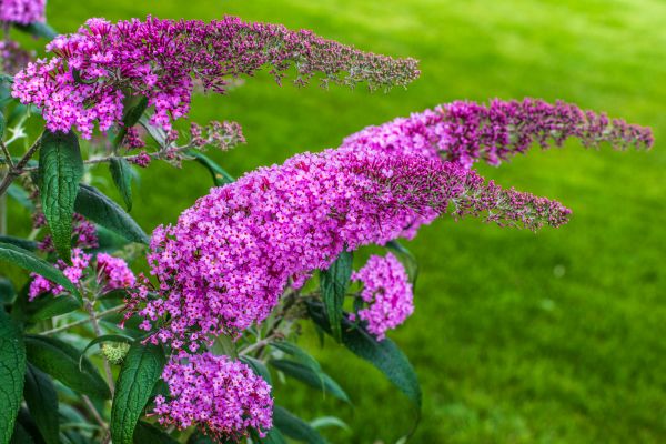 Cost of Butterfly Bush Removal in San Ramon