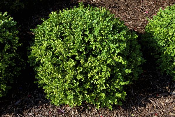 Cost of Boxwood Removal in San Ramon