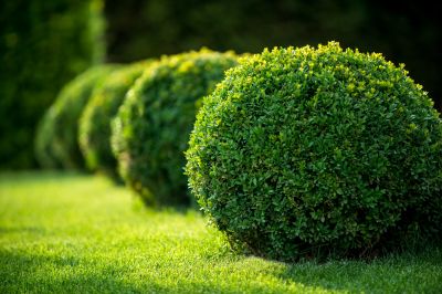 Trimmed Bushes in a Garden